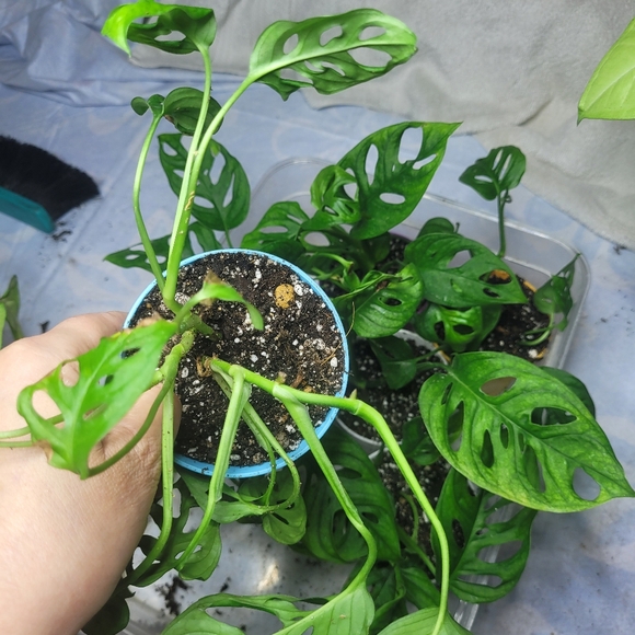 Live plant monstera swiss cheese full rooted - Picture 8 of 12